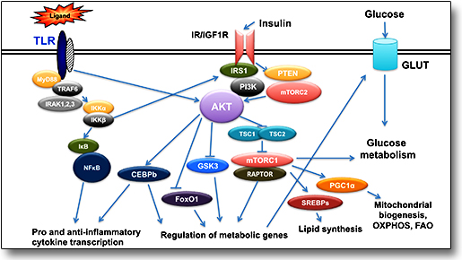 Metabolic and epigenetic mechanisms regulating macrophage responses; the role of insulin signaling and Akt kinases.